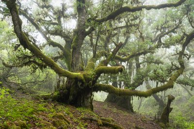 Forgotten Land III, 2025 (foto) de Lee Cooper