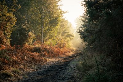 Fantasma del bosque, 2025 (foto) de Lee Cooper
