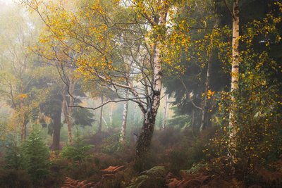 Cuentos de Madeira, 2024 (foto) de Lee Cooper