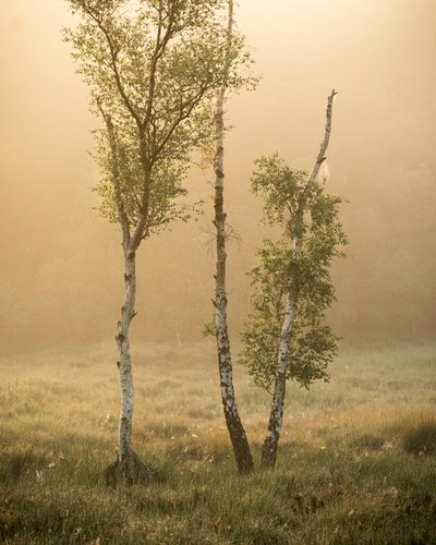 Cuentos del bosque IIII, 2024 (foto) de Lee Cooper
