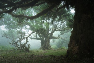 The Gathering Wood, 2023 (foto) de Lee Cooper
