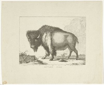 Bisonte de Leendert Brasser