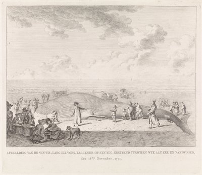 Rorcual común varado en la playa de Zandvoort Imagen del Vin-Vis (...) varado entre Wyk aan Zee y Zandvoord, 18 de noviembre de 1791 (título sobre objeto) de Leendert Overbeek