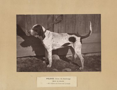 Pilote, perro de Saintonge, jauría de Virelade, A.M. Joseph de Carayon Latour de Leon Cremiere