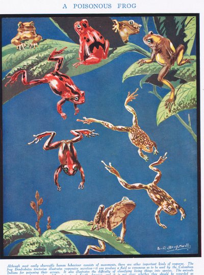 Una Rana Venenosa, ilustración de 