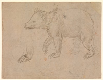 Un oso caminando de Leonardo da Vinci