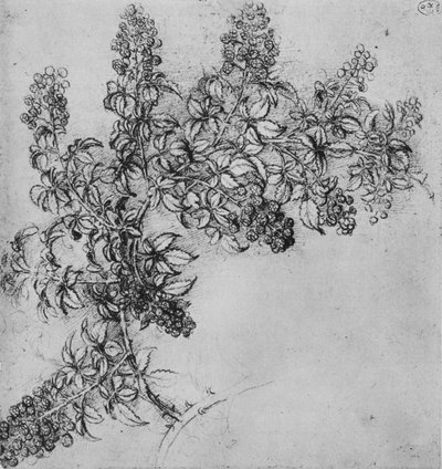 Una rama de mora, c1480 1945 de Leonardo da Vinci