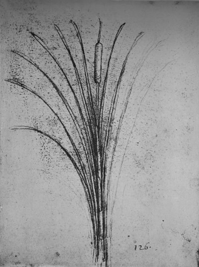 Un junco, c. 1480 1945 de Leonardo da Vinci