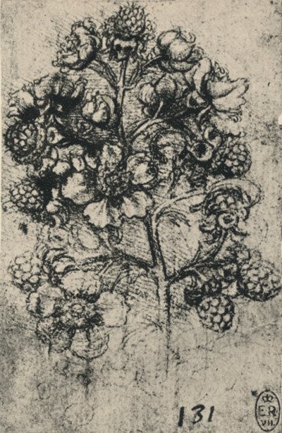 Una Rociada de Zarzas, c1480 1945 de Leonardo da Vinci