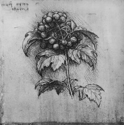 Rama de una planta, c1480 1945 de Leonardo da Vinci