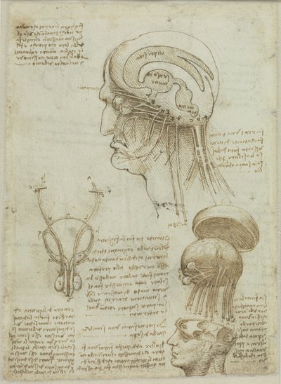 Una hoja de manuscrito con dibujos anatómicos y notas de Leonardo da Vinci