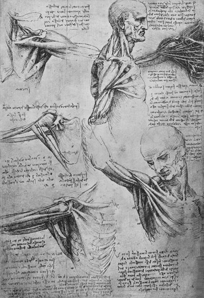 Estudios Anatómicos del Cuello y Hombros de un Hombre, c1480 de Leonardo da Vinci