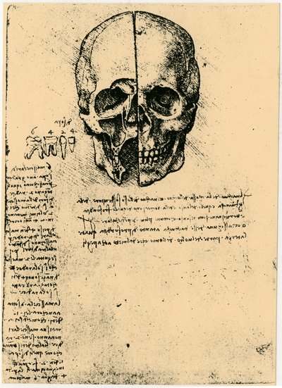 Boceto anatómico de un cráneo humano, c. 1472-1519 de Leonardo da Vinci