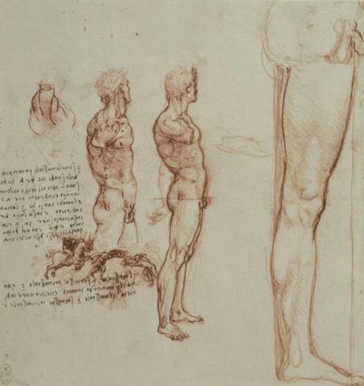 Estudios de anatomía de Leonardo da Vinci