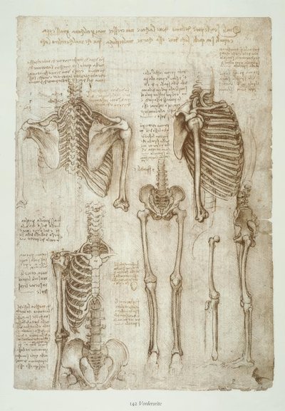 Estudios de anatomía de Leonardo da Vinci