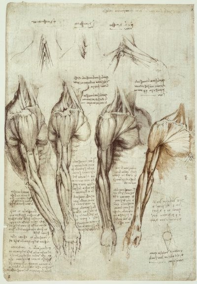 Estudios de Anatomía de Leonardo da Vinci
