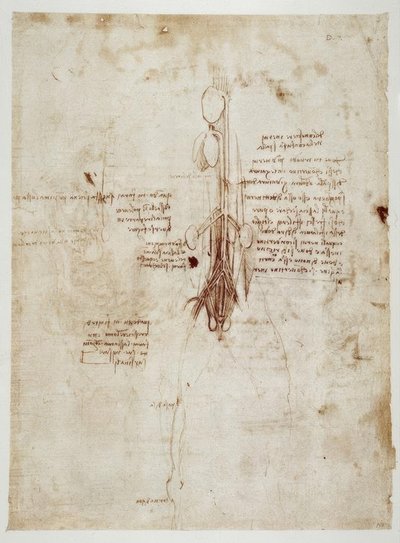 Estudios de anatomía de Leonardo da Vinci