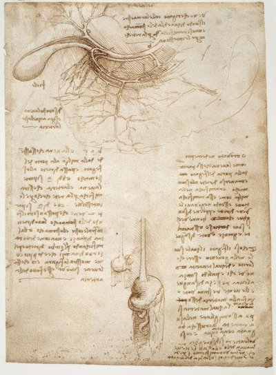 Estudios de anatomía de Leonardo da Vinci