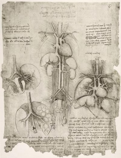Estudios de anatomía de Leonardo da Vinci