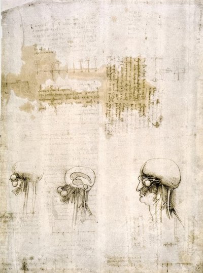 Estudios de anatomía de Leonardo da Vinci