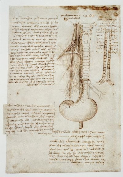 Estudios de anatomía de Leonardo da Vinci