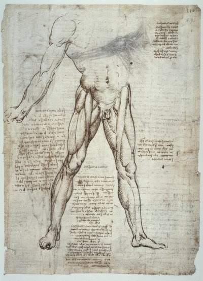 Estudios de anatomía de Leonardo da Vinci