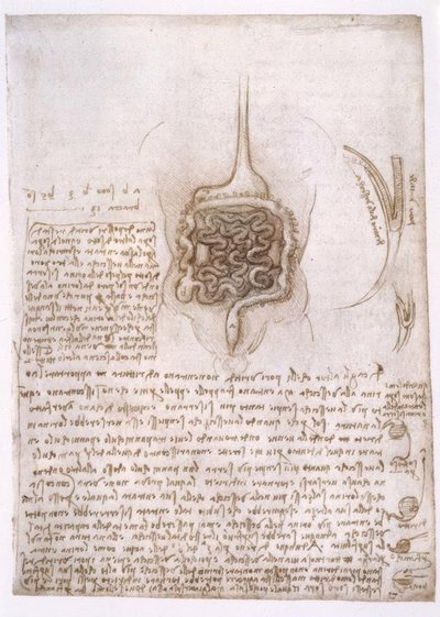 Estudios de anatomía de Leonardo da Vinci