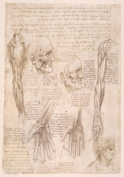 Estudios de anatomía de Leonardo da Vinci