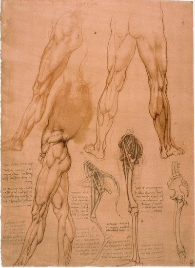 Estudios anatómicos: musculatura de la pierna de Leonardo da Vinci