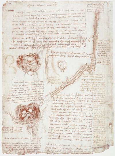Estudios anatómicos: Movimiento de la articulación del codo / Feto en el útero de Leonardo da Vinci
