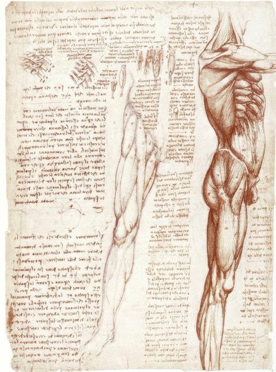 Estudios anatómicos: La musculatura del torso y las piernas de Leonardo da Vinci