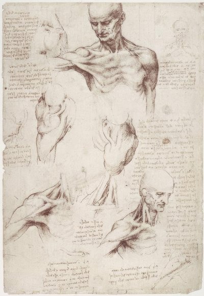 Estudios de anatomía: Los músculos superficiales del cuello y el hombro de Leonardo da Vinci