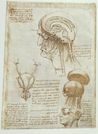 Estudios anatómicos: cerebro, ventrículos cerebrales y nervios cerebrales / masculino de Leonardo da Vinci