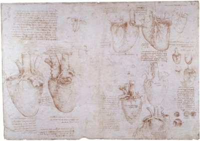 Estudios anatómicos: venas superficiales... de Leonardo da Vinci