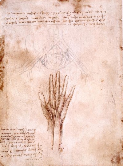 Estudios anatómicos: Boceto de los vasos pélvicos de Leonardo da Vinci