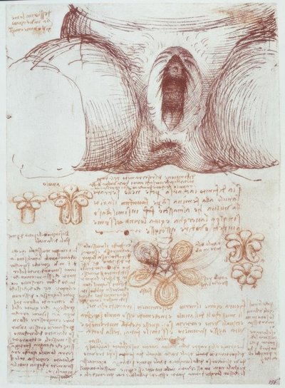 Estudios de anatomía: Vulva de una mujer multipara después del parto de Leonardo da Vinci