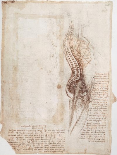 Estudios anatómicos: Columna vertebral de Leonardo da Vinci
