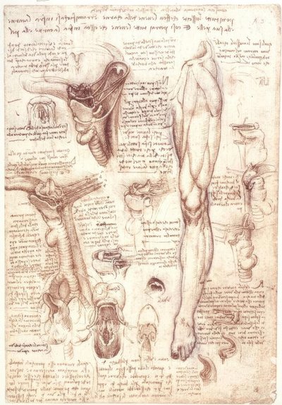 Estudios de anatomía: Lengua, garganta, laringe y esófago de Leonardo da Vinci