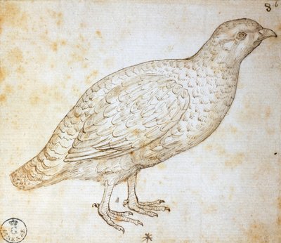 Estudios de animales: codorniz, de Leonardo da Vinci (1452-1519), dibujo 754 orn de Leonardo da Vinci