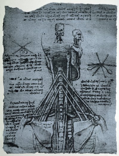 Estructura ósea del cuello y hombro humano, copia facsímil de Leonardo da Vinci