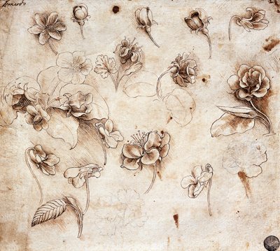 Mesa botánica, dibujo 237 (dibujo) de Leonardo da Vinci