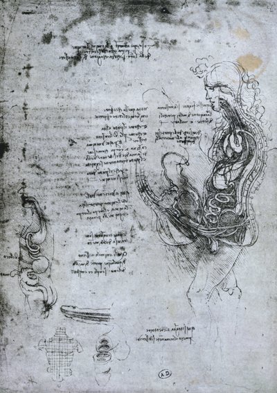 Coito de hombre y mujer hemisectados, copia facsímil de Leonardo da Vinci