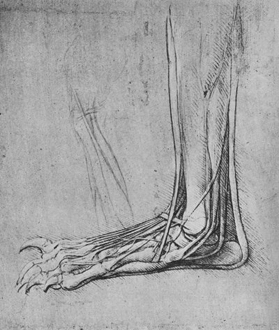 Disección de una pata de oso a la izquierda, c1480 1945 de Leonardo da Vinci