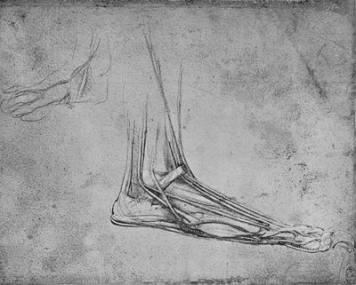 Disección de una pata de oso hacia la derecha, c1480 1945 de Leonardo da Vinci