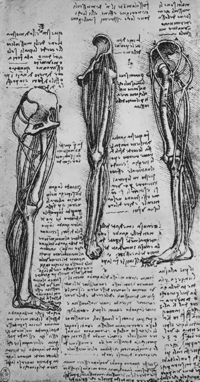 Dibujos de una pierna izquierda mostrando huesos y tendones, c. 1480 1945 de Leonardo da Vinci
