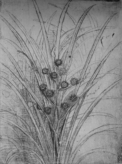Juncos en flor, c1480 de Leonardo da Vinci