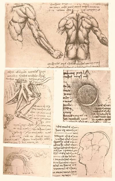 Cuatro dibujos anatómicos, c1472-c1519 de Leonardo da Vinci