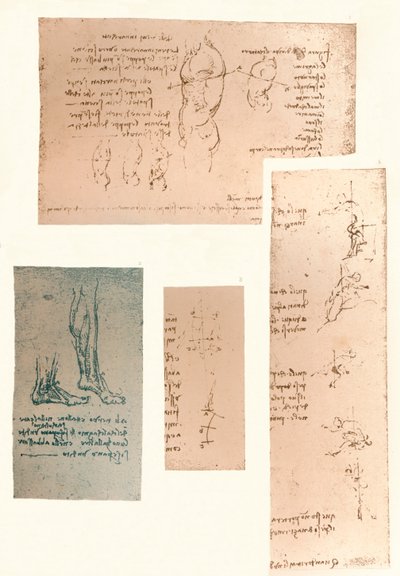 Cuatro dibujos que ilustran la teoría de los movimientos de la figura humana, c1472-c1519 1883 de Leonardo da Vinci