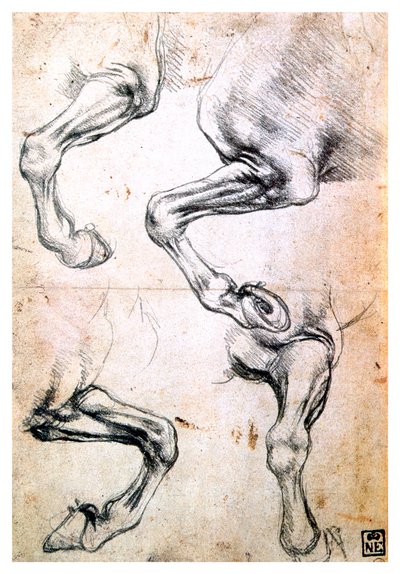 Cuatro estudios de patas de caballos, c. 1500 de Leonardo da Vinci