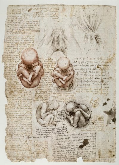 Feto en el útero de Leonardo da Vinci